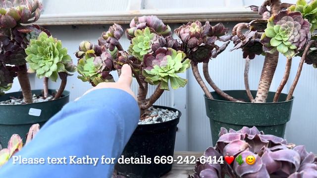 10/3 unbox: Tephro, Mammillaria spinosissima Un Pico, Hoodia, rainbow, lauii, Marginatus Crestata смотреть онлайн