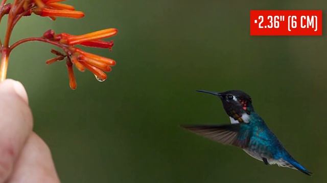 Top 10 Smallest Animals On Earth смотреть онлайн