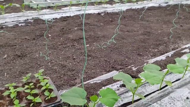 ОГУРЦЫ В ТЕПЛИЦЕ 2021 смотреть онлайн