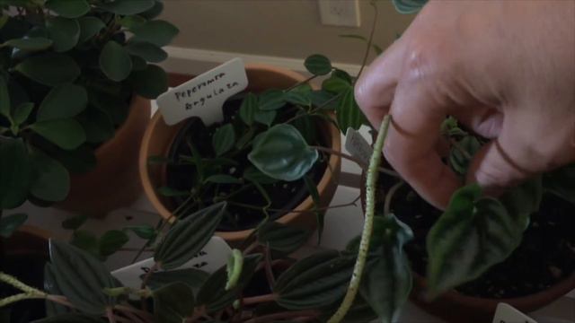 My Peperomia Collection