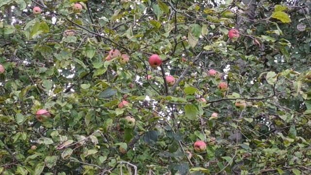 Как искать грибы, если их нет! смотреть онлайн