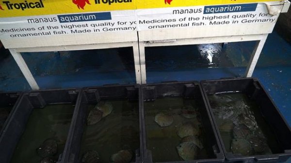 Yulefang in Santarem Discus