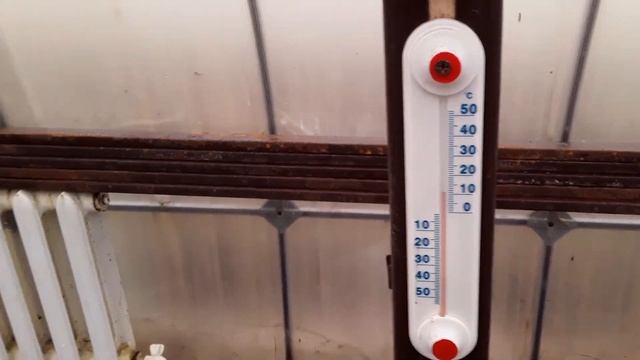 Древовидный Пион. Как Обрезать Весной. Уход  / Обзор теплиц / Рассада.