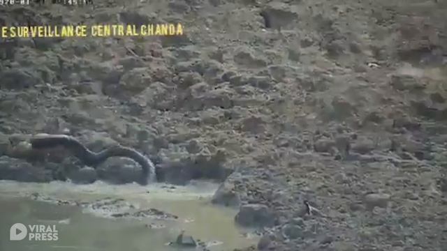 Python Leaps From Pond To Catch A Deer смотреть онлайн