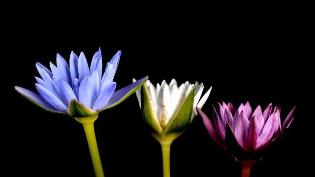 Serenity of a Lotus - Lotus Flowers Blooming Time Lapse смотреть онлайн