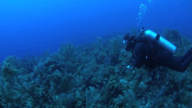 Diving Turks and Caicos Islands смотреть онлайн