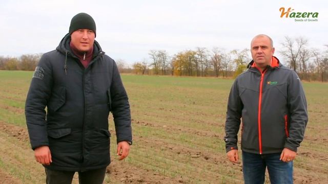 Ранний морозостойкий озимый лук Вольф F1 Отзыв смотреть онлайн