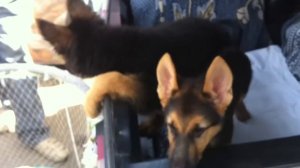 Лай щенка немецкой овчарки German Shepherd Dog (Animal Breed)