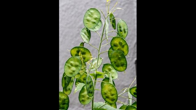 Silver Dollar Plant (Lunaria annua) and Albugo candida смотреть онлайн