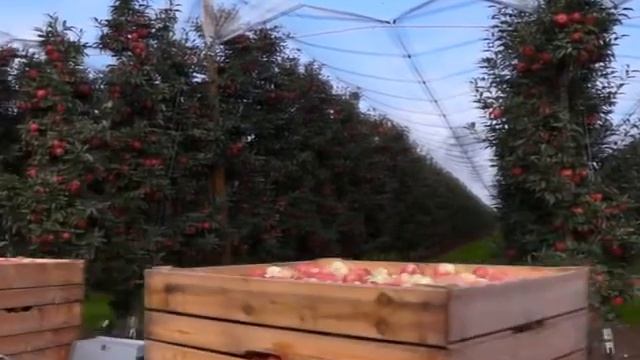 Лечение яблоками смотреть онлайн
