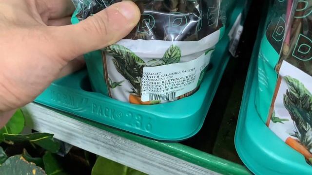 Огромная цветочная ОРАНЖЕРЕЯ в гипермаркете «Твой Дом» смотреть онлайн