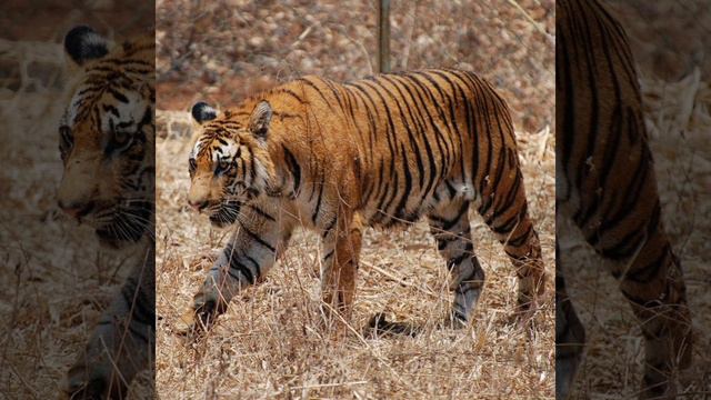 Эр Төштүк, анын жер астындагы достору смотреть онлайн
