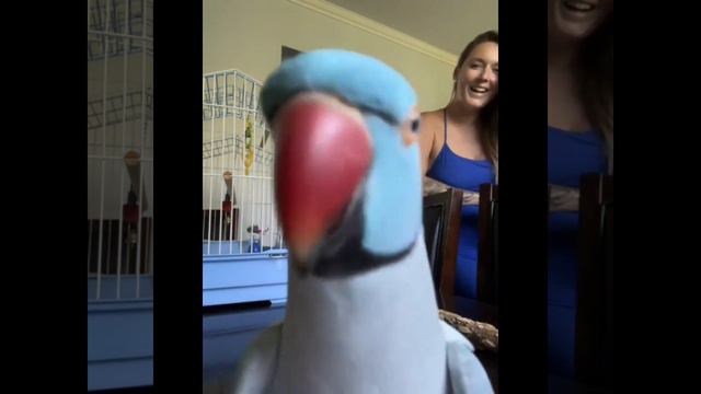 Самый смешной попугай ) смотреть онлайн