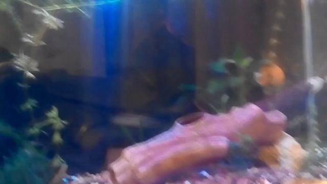Пугающийся индийский стеклянный окунь смотреть онлайн