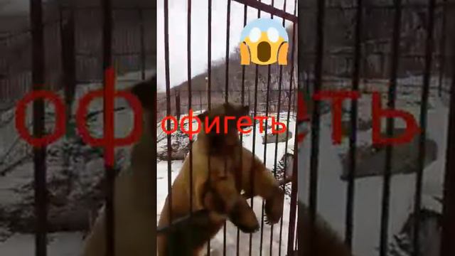 Дрессерованный медведь выполняет команды смотреть онлайн