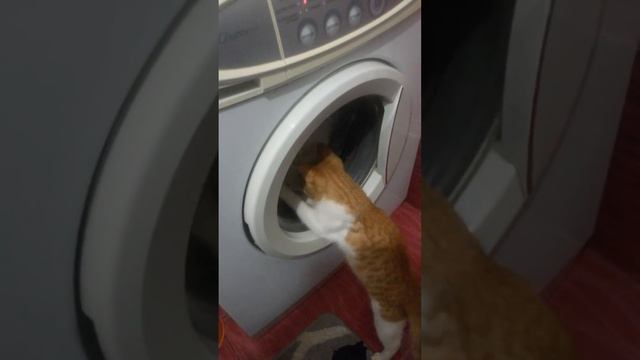 Кот очень любит стирать. смотреть онлайн