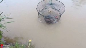 Лини в пруду на дачном участке. Свой пруд на даче с рыбой и раками. Пруд своими руками.