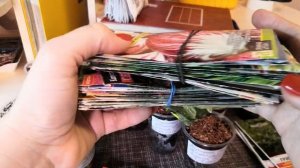 Посев на рассаду ранней зелени базилика и  петрушки в стаканчики. Планы на посев зелени в теплице.