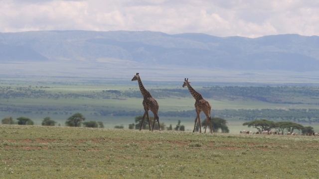 Ваш тур в Танзанию смотреть онлайн