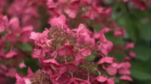 Цветение 6-летней метельчатой гортензии Мега Минди осенью.