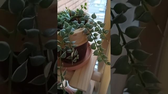 Очаровательная дисхидия Миллион сердец смотреть онлайн