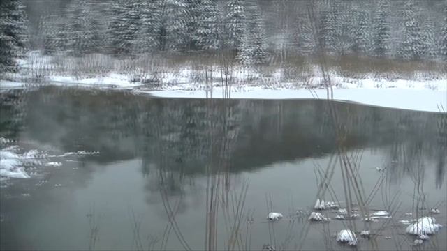 Дикие животные в кадре. Часть 2. смотреть онлайн