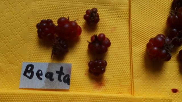 ЯГОДЫ КНЯЖЕНИКИ.ОТЗЫВ О СОРТАХ Астра, Анна София, Пима, Аура,Линда , Беата, Элээ, Сусанна.Питомни смотреть онлайн