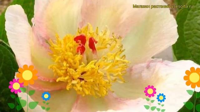 Пион молочноцветковый Ле Принтемпс (Весна). Краткий обзор, описание paeonia lactiflora Le Printemps смотреть онлайн