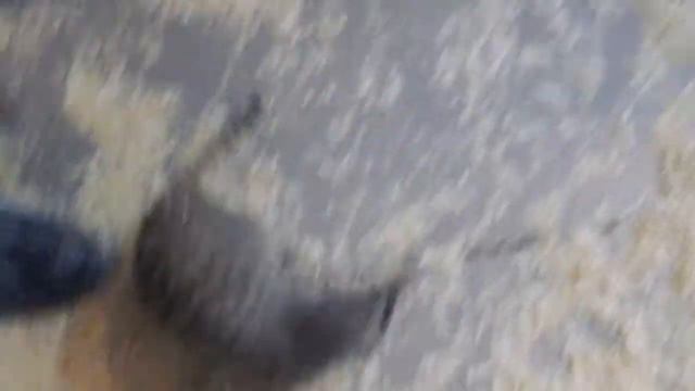 Сурикат играет смотреть онлайн