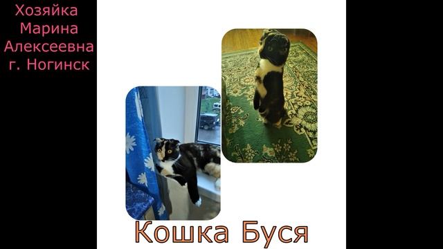 Мой домашний питомец смотреть онлайн