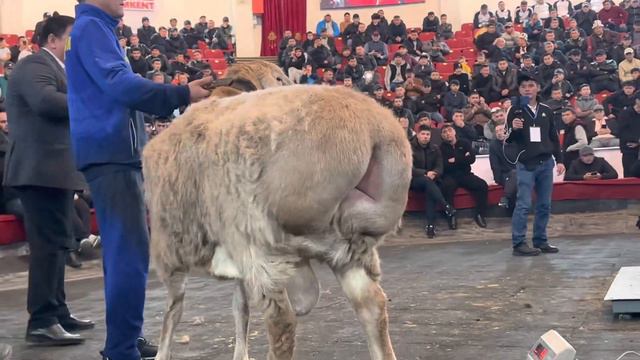 Айнурок Самый идеальный кочкар для меня смотреть онлайн