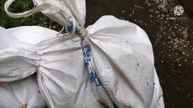 Мой метод забоя кроликов. смотреть онлайн
