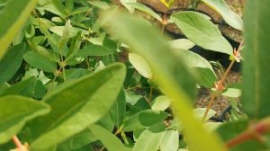 ОБЗОР ЛУЧШИХ СОРТОВ ЖИМОЛОСТИ. Вкус, размер ягоды, урожайность.