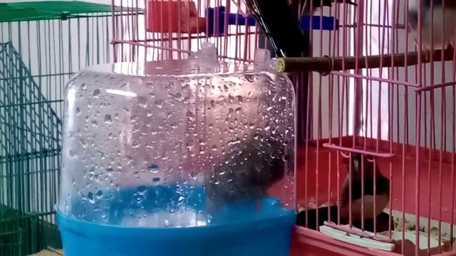 Купалка для амадин. Птицы довольны. Купание удалось смотреть онлайн