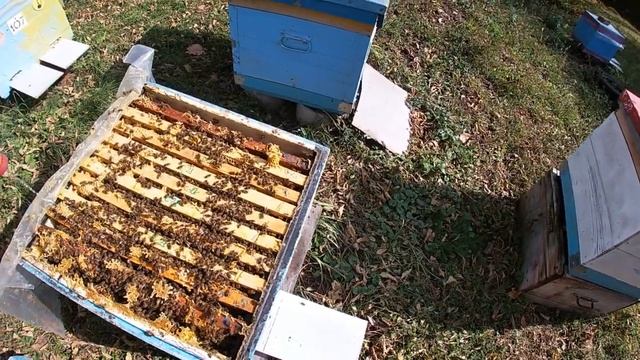 Октябрь. Контрольная обработка от клеща Бипином. смотреть онлайн