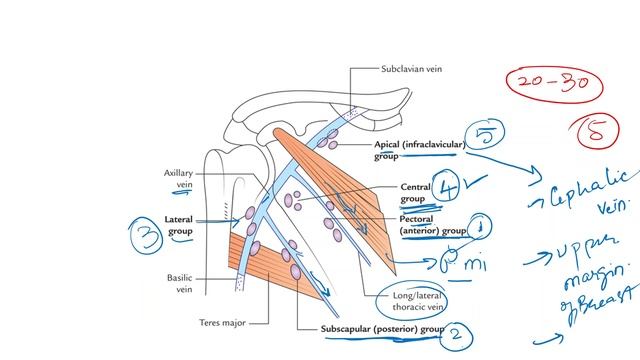 AXILLARY LYMPH NODES / APPLIED ANATOMY / CLINICAL ANATOMY смотреть онлайн