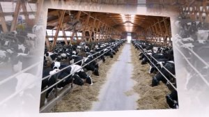 Дочь сенатора Сулеймана Керимова-Гульнара стала владелицей нескольких компаний в Дагестане.