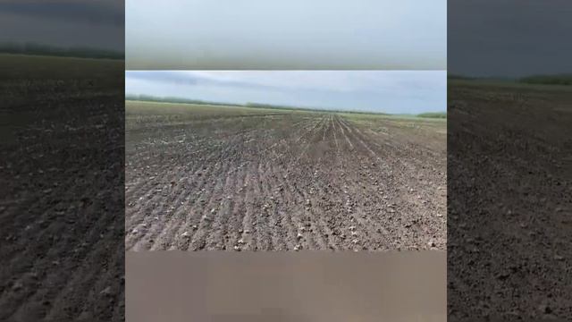 Первая культивация подсолнечника, первый день смотреть онлайн