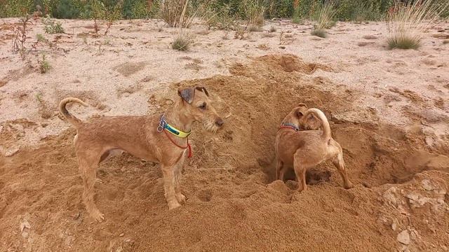 Ирландскик терьеры : " Клад , клад " смотреть онлайн