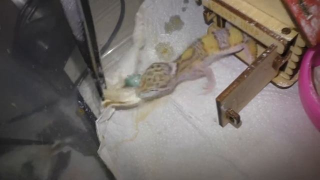 эублефар пятнистый смотреть онлайн