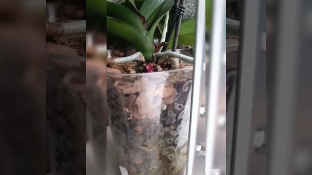 ОРХИДЕИ ЗИМОЙ НА БАЛКОНЕ ❄️ ?❗ЗИМОВКА ОРХИДЕЙ НА НЕ УТОЧНИЛ ПЛЕННОМ БАЛКОНЕ ❗❗❗ смотреть онлайн