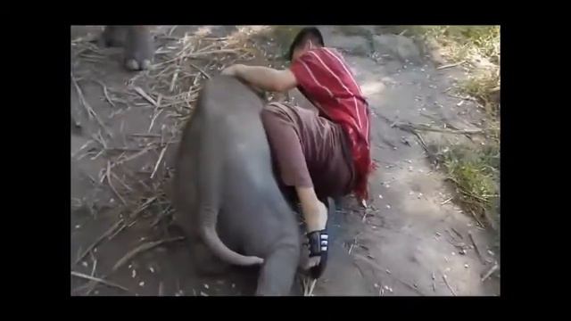 Дружба животных и людей смотреть онлайн