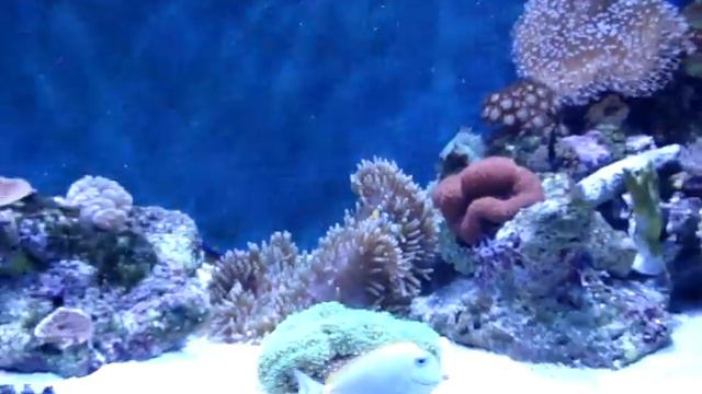 My Reef - December 2009 смотреть онлайн