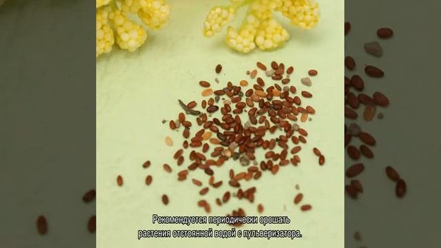 Как вырастить фуксию из семян в домашних условиях смотреть онлайн