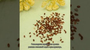 Как вырастить фуксию из семян в домашних условиях