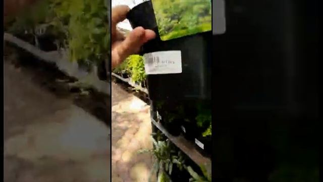 Новое поступление растений для сада смотреть онлайн