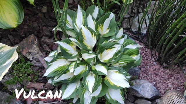 Хоста Vulcan
