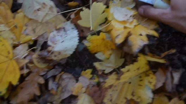 Выращивание шампиньонов / Как вырастить грибы в саду смотреть онлайн