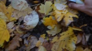 Выращивание шампиньонов / Как вырастить грибы в саду