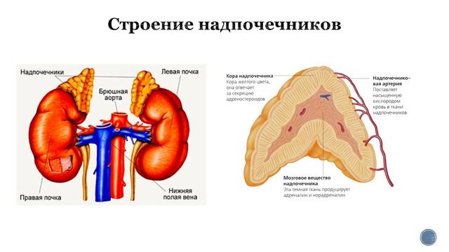 Биология. 9 класс. Зыбина А.М. Анатомия и физиология человека. Гуморальная регуляция организма смотреть онлайн
